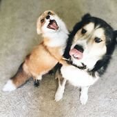 Pet Fox Becomes Best Friends With A Dog