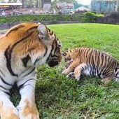 Tiger Mom
