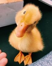 20 baby animals that are so cute it’s ridiculous!
