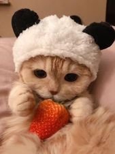 60 lindas fotos de gatinhos fofos para te relaxar