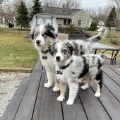 Australian Shepherd Dog Colors: A Complete List Of All 15 Recognized Coat Colors | Puppies Club