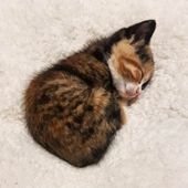 Cute Kitty Stickers buy online.