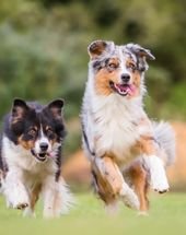 What Dog Breed Should I Get Based on My Personality Type?