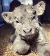 75 adorable cow pictures that will make you smile