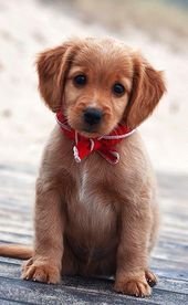 Insanely Awwdorable Teeny Tiny Teacup Puppies