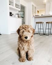 8 Things to Know About the Miniature Goldendoodle #miniaturegoldendoodle #cutepuppies #goldendoodle – DOGBEAST