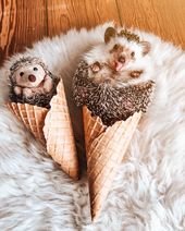 Adorable Adventures Chronicle the Friendship of a Hedgehog and Bengal Cat