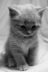 Everyone Will Love This Kitty – 16th August 2013