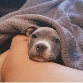 National Pit Bull Awareness Month: 9 Ways To Celebrate – DogTime