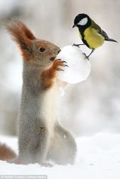 Squirrel looks set to snowball cheeky bird after it steals its nut