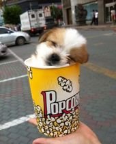 Ten Pictures of Pups in Cups Any Hot Drinker Will Enjoy