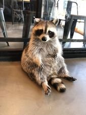 There’s Literally A Raccoon Cafe In Seoul, Korea And It Will Change Your Life