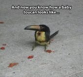 154 Of The Cutest Baby Animals Of All Time