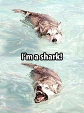 50 Hilarious (And Relatable) Dog Memes For National Dog Day