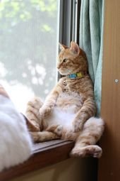 CAT NEEDS FOR A PERFECT LIFE