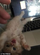 Cat owners share hilarious photos of their VERY clingy moggies