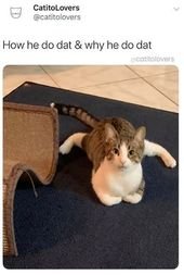 Mid-Week Kitty Litter That Requires Clearing (15 Memes)