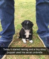Pet owners make their dogs the star of their Snapchats