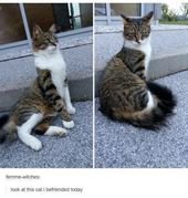 18 Hilarious Posts About Felines That Have Us ROFL