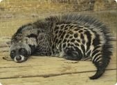 Top Ten African Animals That You’ve Never Heard Of | Earth Rangers:  Where kids go to save animals!
