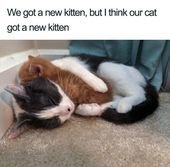More Proof That Cats Are Pure Magic, For All The Non-Believers Out There