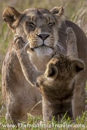 The Truth About What It’s Like on a Safari Game Drive