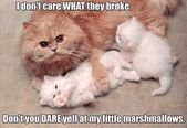 28 Caturday Memes That Will Have You Rolling On Your Belly (Preferably In The Sun) In Pure Joy
