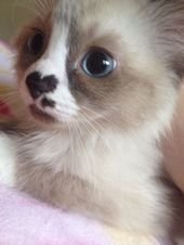 93 Close-Ups Of Cat Noses To Make Your Day
