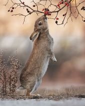 Award-Winning Photographer’s Work Shows What Happens In Nature When The Animals Are Alone And At Peace (30 New Pics)