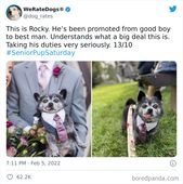 This Twitter Account Rates People’s Dogs And It’s Hilarious (50 New Pics)