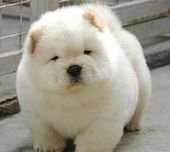 Top 10 Most Spherical Animals