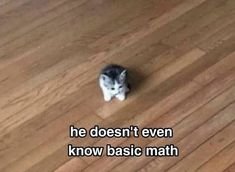 50 Of The Most Hilarious “Unexplainable Cat Images” To Bring Some Chaos To Your Day