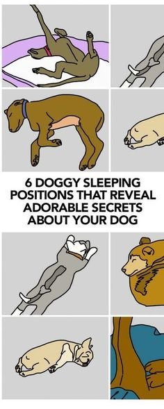 6 Doggy Sleeping Positions That Tell Us A Lot About Our Beloved Pup