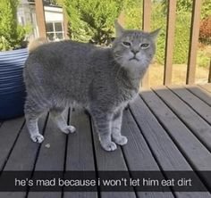 Cat Snaps Of Wholesomeness And Adorability