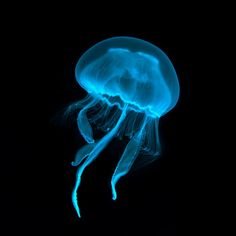 Highland Dunes Blue Transparent Jellyfish – Wrapped Canvas Graphic Art Canvas | 12 H x 12 W x 1.25 D in | Wayfair | Home Decor