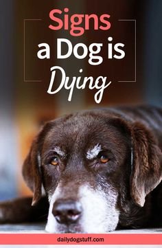 Signs a Dog is Dying of old Age, (symptoms & behavior)