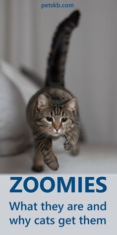 The real causes of cat zoomies