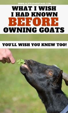 What I Wish I Had Known Before Owning Goats | A Life of Heritage