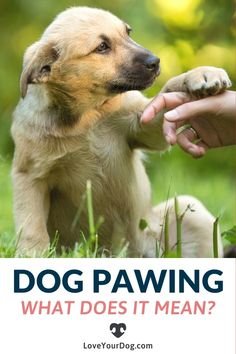 Why is My Dog Pawing at Me Constantly? What Does it Mean?