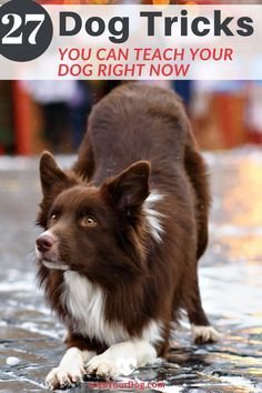 27 Dog Tricks You Can Teach Your Pup Right Now