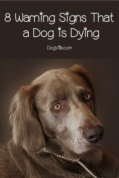 8 Warning Signs That a Dog is Dying – DogVills