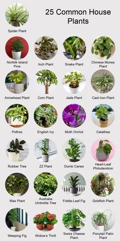 25 Common House Plants | Classics and New Favorites