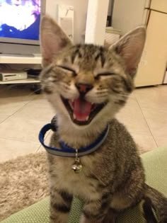 28 Of The Happiest Animals Of All Time