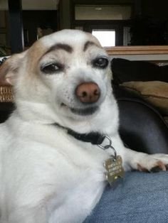 50 Most WTF Animal Pics Of The Year