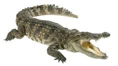 Move over, coconut oil! Crocodile oil is the latest skincare trend