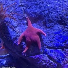 Seastar