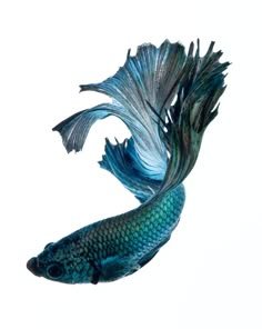 Toys for Betta Fish